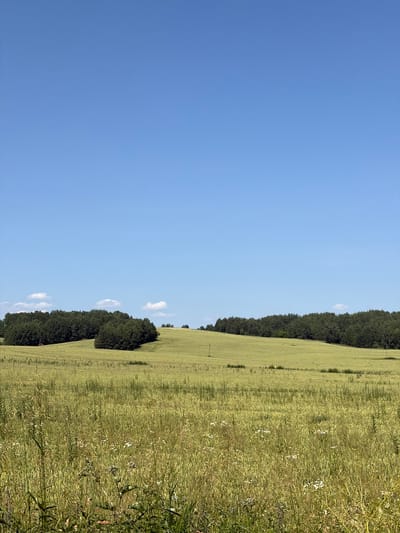 This is a landscape photograph taken in the city of Astrashitskagaradokski rural council, Belarus. The image depicts a vast, rolling green field under a clear, bright blue sky with a few scattered white clouds. The foreground is dominated by tall, golden-green grass and some smaller white wildflowers, suggesting a summer or late spring season. In the mid-ground, the field continues to undulate, with patches of darker green suggesting varied vegetation or possibly cultivated areas. A line of dense, dark green trees forms a natural horizon across the middle of the image, separating the field from the sky. There are no people or animals visible in the scene. The overall environment is rural and natural, characterized by open fields and a forest edge.