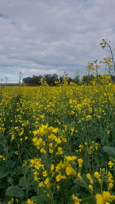 A field of bright yellow flowers, likely rapeseed, stretches to the horizon under a cloudy sky. The flowers are in full bloom, with tall green stalks supporting clusters of small yellow blossoms. In the distance, a line of trees forms a dark silhouette against the lighter sky. The foreground of the image is dominated by the dense growth of flowers and their foliage, creating a vibrant, natural landscape. The overall impression is one of a vast, blooming agricultural field under a moody, overcast sky. The location is the village of Kiseljevichi, in the Kiseljevichi rural council, Belarus.
