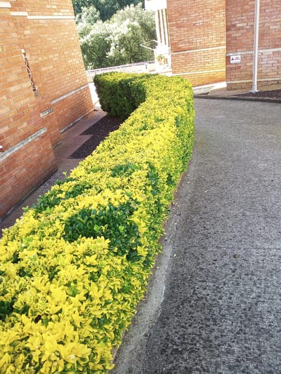 The image shows a paved pathway adjacent to a hedge with variegated green and yellow foliage. To the left of the hedge is a brick wall. In the background, there are trees. On the brick wall, there is a red and white triangular warning sign with black text. The scene appears to be outdoors.