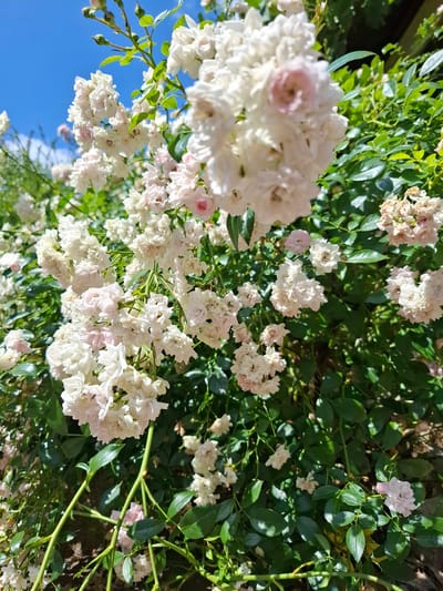 The image shows a close-up view of a bush of white and light pink roses. The roses are clustered together, with some blooms appearing fully open and others still in bud. The leaves of the bush are a vibrant green. In the background, a bright blue sky is visible, suggesting a sunny day. The lighting indicates the sun is high, casting shadows and highlighting the petals of the flowers. The overall scene evokes a garden setting. No specific location in Klettgau, Germany is identifiable from the image itself.