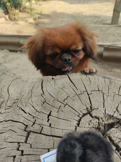 This media file is a close-up, rotated photograph featuring two animals in an outdoor setting. On the left, a small, fluffy, reddish-brown dog is the primary subject. It has dark eyes, a black nose, and its pink tongue is sticking out slightly. The dog's fur is long and appears to be somewhat disheveled. It is positioned leaning against a large, rough, grey, cross-section of a tree trunk, with its front paws resting on the trunk.
To the right, a portion of another animal, likely a black cat, is visible. Only its dark, furry back and head are in frame, obscuring it from clear view. The background on the left consists of a sandy or dirt-like surface with some blurred green foliage and a light-colored structure, possibly a wall or fence. The overall lighting suggests it is daytime, with the sun casting shadows. The texture of the tree trunk is highly detailed, showing numerous cracks and rings, indicating it is old wood. A small white label with blue markings is partially visible on the right side of the tree trunk, near the black animal. The scene appears to be in a rural or natural environment, consistent with the provided location context of Țiganca, Moldova. The animals seem to be resting or interacting in a relaxed manner.