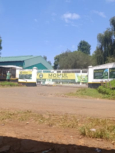 An eye-level shot captures the entrance to the MOMUL Tea Factory in Kaplelwo, Kenya, under a bright, clear blue sky. The main subject is a large white metal gate, flanked by white concrete pillars, behind which green-roofed factory buildings are visible. A wide, dirt road with patches of dry grass leads up to the gate in the foreground.
Prominently displayed on a large green and yellow banner across the gate is the text "MOMUL TEA FACTORY PLC". Below this, contact information is visible, including "P.O. Box 248-20200 KERICHO COUNTY", a phone number, email, and website ("www.ktdateas.com"). The KTDA (Kenya Tea Development Agency) logo is also visible. On the white pillars flanking the gate, smaller banners with green backgrounds read "Our Mission" and "Our Vision", accompanied by imagery related to tea farming. To the left, near the factory entrance, another sign partially visible reads "Chai Bora".
On the far left, a person wearing a light green or white outfit and hat is standing next to a small structure, possibly a guard booth or office. Lush green trees and bushes frame the scene, with taller trees visible in the background on both sides. The sunny weather is indicated by the clear sky and distinct shadows cast on the ground and buildings. The overall scene depicts a typical factory entrance in a rural or semi-rural setting, suggesting daily operations.