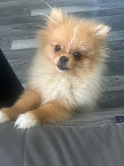 The image shows a close-up, slightly angled shot of a fluffy, light brown Pomeranian dog. The dog has bright, dark eyes, a dark nose, and light-colored fur around its muzzle and chest. Its ears are small and triangular, peeking out from its voluminous fur. The dog appears to be looking directly at the camera, with its head tilted slightly.
The dog is positioned on what appears to be a grey fabric surface, possibly a couch or chair, which takes up the right side of the frame. The left side of the image shows a floor with a grey, wood-plank pattern. The lighting suggests it is daytime, and the overall mood conveyed by the dog's expression is one of curiosity or gentle attention.
A small, dark blue tag with orange stitching is visible at the top edge of the grey fabric surface, near the dog's head. The background is out of focus, but the wood-grain pattern of the floor is discernible. No people are visible in the image. The scene is domestic and casual. No weather conditions or specific time of day beyond general daylight are indicated. No text is clearly visible besides the small tag.