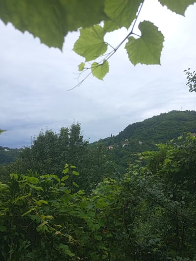 The image captures a verdant, hilly landscape, likely from an elevated viewpoint overlooking the town of Makhvilauri, Georgia. In the foreground, lush green foliage dominates, with large, serrated leaves of a vine-like plant partially obscuring the view. These leaves, along with branches, are in sharp focus in the lower part of the frame, with some appearing to be in the immediate foreground, casting shadows.
Further back, a dense forest covers the slopes of a prominent hill. The trees are predominantly deciduous, their leaves a deep, rich green. Scattered amongst the trees on the hillside are several small houses, their roofs of varying colors, indicating a settled area within the natural environment. The houses appear to be of a traditional architectural style, nestled into the landscape.
The sky above is overcast with a light gray, cloudy appearance, suggesting it might be a cool or humid day. A slender telecommunications tower is visible on the crest of the hill in the distance. The overall impression is one of a tranquil, rural scene, with nature being the primary element and human habitation integrated into the environment. There are no people or animals visible in the frame.