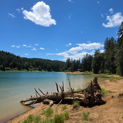 This image depicts a lakeside scene under a bright blue sky with scattered white clouds. The foreground features a sandy bank with a large, weathered log and a prominent tree stump. Beyond the bank, a body of calm, blue-green water stretches towards a densely forested shoreline. The trees are a mix of evergreens and deciduous species, forming a thick canopy that covers the hills in the background. The shoreline on the far side of the lake shows a few scattered structures and a small beach area where a few people are visible, some appearing to be on paddleboards or kayaks. The overall impression is one of a tranquil natural setting.