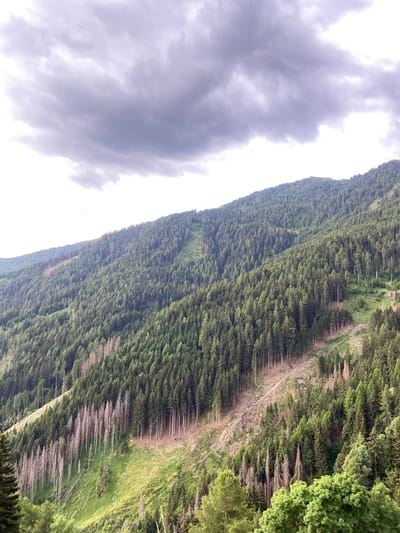 This is a vertical, wide shot of a densely forested mountainside, captured from a slightly elevated perspective. The dominant subject is the extensive evergreen forest that blankets the steep slope, with a visible path or clearing running diagonally through it. The trees are predominantly dark green, suggesting a coniferous species. Among the lush greenery, there are patches of lighter, more weathered-looking trees, possibly indicating areas of drought, disease, or logging. The terrain is uneven and rocky, with grassy areas interspersed among the trees.
To the left of the frame, a dramatic sky filled with heavy, dark grey clouds dominates the upper portion. The clouds appear thick and textured, suggesting overcast or stormy weather. The contrast between the dark, brooding sky and the vibrant green of the forest is striking.
The image appears to be taken during daylight, though the heavy cloud cover likely obscures direct sunlight. There are no people or man-made objects visible in the scene, emphasizing the natural and remote setting. The overall impression is one of wild, untamed nature, with a sense of the vastness and ruggedness of the mountain landscape. The location context of Freienfeld - Campo di Trens, Italy, places this scene within the Alps.