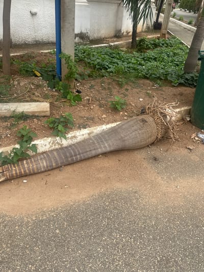 The image depicts an outdoor scene in Guzape, Nigeria. A section of a tree trunk, possibly a palm, lies horizontally on the ground, with exposed roots at one end. The trunk is weathered and shows horizontal markings along its length. The ground is a mix of soil, sparse vegetation, and debris. The edge of a paved road is visible to the right of the trunk. In the background, there is a low wall, some green plants, and the base of another tree. A blue pole or pipe is also present.