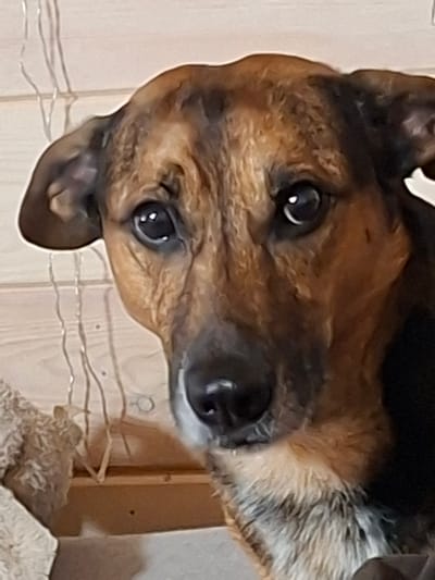 A medium shot captures the face of a dog with brown and black fur. The dog is looking directly at the camera with its ears perked. The background consists of a wooden wall and some decorative lights. The dog's fur has variations in color, with patches of lighter brown and darker black markings on its face and head. Its eyes are dark and alert, and its snout is a darker shade of brown. The overall lighting suggests an indoor setting. The image is focused on the dog's head and upper body. The location in Medvezhyi Ozyora, Russia, is noted.