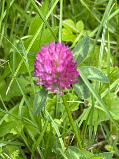 A close-up, overhead shot focuses on a vibrant pink clover flower amidst a background of lush green grass and clover leaves. The clover flower, with its tightly packed petals, is slightly out of focus, giving a soft, dreamy quality to the image. The surrounding foliage is a mix of smooth, broad clover leaves, some showing subtle lighter green patterns, and thin, blade-like blades of grass that crisscross the frame. A few thin, green stems are also visible, adding depth to the scene. The lighting appears natural, suggesting it was taken outdoors during the daytime. The overall impression is one of a peaceful, natural setting, likely a meadow or a grassy field in Vorsma, Russia. There is no visible text in the image.