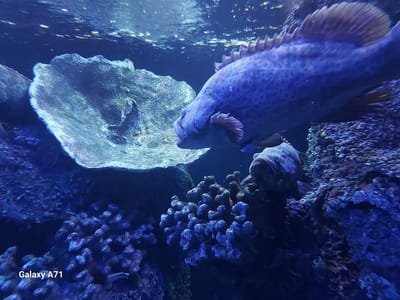 A purple grouper is swimming in an aquarium in Mesaieed, Qatar. The fish is mostly purple with dark spots and has a large dorsal fin and tail fin. It is swimming to the right of the frame, with its head turned towards the viewer. In the foreground, there is a large coral reef with many colorful corals and rocks. The water is clear and blue, and there are some bubbles in the water. The lighting is dim, and the aquarium is well-lit.