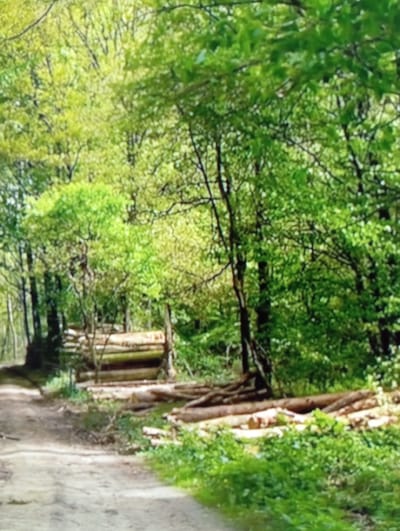 This media file shows a dirt path winding through a lush, green forest. The trees are full of leaves, indicating a warm season, likely spring or summer. Sunlight filters through the canopy, creating a dappled light effect on the path and the undergrowth. On the left side of the path, a rustic wooden structure, possibly a small shed or a fence made of logs, is partially visible. The path itself appears well-trodden, suggesting it's a frequently used trail. The overall scene evokes a sense of tranquility and natural beauty. No people or specific activities are depicted, and there is no visible text. The location is contextually identified as Chachersk, Belarus.