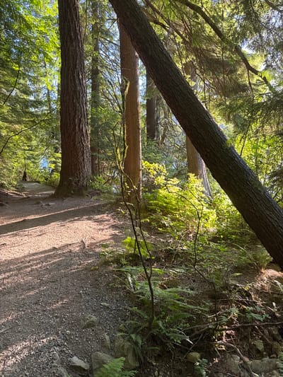 A gravel pathway winds through a sun-dappled forest in Port Moody, Canada. The path is bordered by tall evergreen trees, their trunks thick and rough-barked, with the low-hanging branches casting long, striped shadows across the ground. Sunlight filters through the dense canopy, illuminating patches of vibrant green ferns and undergrowth that thrive in the shaded forest floor. A large, fallen tree trunk lies diagonally across the scene, its bark dark and textured, adding a dramatic element to the natural landscape. In the distance, glimpses of blue water suggest the presence of a lake or inlet, surrounded by more lush forest. The overall impression is one of a serene and secluded woodland setting, typical of the Pacific Northwest.