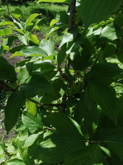This is a close-up, eye-level shot of a tree with bright green leaves and small, elongated green fruits hanging from a branch. The leaves are a vibrant green and appear to be textured with prominent veins. Sunlight casts dappled shadows across the foliage. In the background, out of focus, is green grass and dark soil, suggesting an outdoor environment. The scene appears to be located in Dedoplistskaro, Georgia, a city known for its natural landscapes and agricultural potential.