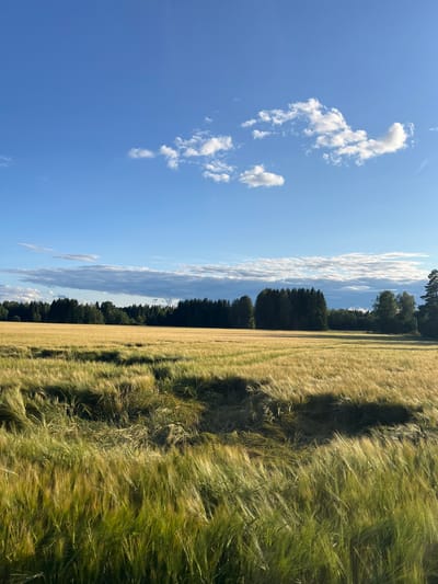 A golden field of barley or wheat is viewed from a low angle, with the stalks bending in the wind. The field stretches towards a dark green forest line under a bright blue sky with scattered white clouds. The sun, not visible in the frame, casts long shadows across the field, highlighting the textures and movement of the grain. The scene appears to be a rural landscape, possibly on the outskirts of Hämeenlinna, Finland, during a warm, sunny day. There are no people or animals visible in the image.