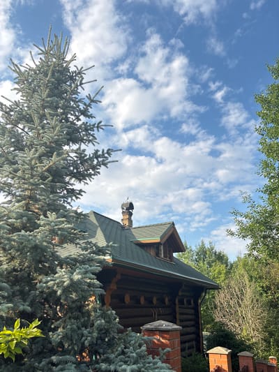 A log cabin with a green roof and a brick chimney is partially obscured by the branches of a large blue spruce tree in the foreground. The cabin has a dormer window on the roof. The sky is blue with scattered white clouds. Lush green trees surround the cabin. The scene appears to be set in a rural or suburban area.