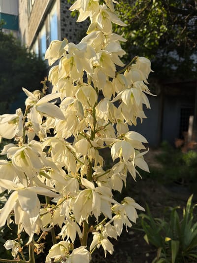The image features a close-up of a cluster of delicate, creamy white flowers with pointed petals, likely a Yucca plant, blooming on a stalk. The flowers are illuminated by bright sunlight, casting soft shadows and highlighting their intricate details and subtle green undertones. The background is blurred, with hints of dark foliage, a distant building with a dark facade, and a reflection of the sky on what appears to be a glass or metallic surface, suggesting an outdoor setting. The lighting indicates it is daytime, likely morning or late afternoon due to the warm, directional sunlight. The overall mood is peaceful and natural, focusing on the beauty of the blooming flowers. There is no visible text in the image. The location context provided is Slavyansk-na-Kubani, Russia.