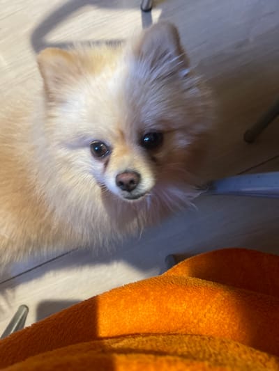 An indoor scene in the city of Makarovka, Russia, features a small, light-furred dog, consistent with a Pomeranian, centered in the upper portion of the frame. The dog, possessing cream-to-tan colored fur, dark eyes, and a dark nose, is looking directly at the viewer. It is positioned on a light-colored floor, possibly wood or laminate, which shows shadows from an overhead light source. In the lower right foreground, a section of a textured, orange fabric item, likely a blanket or throw, is visible. Metallic furniture legs are partially discernible in the background and lower-left, casting shadows on the floor.