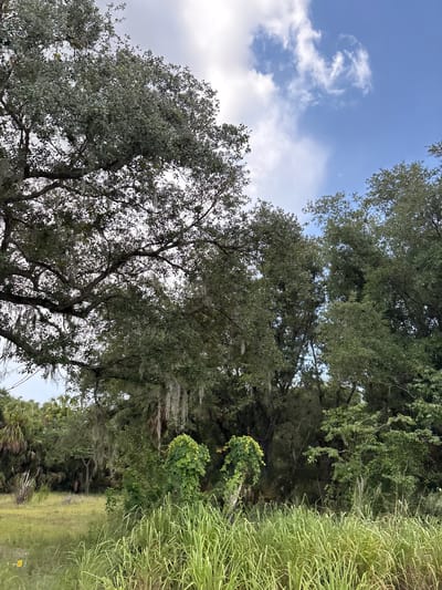 This image depicts a natural scene with lush vegetation and a partly cloudy sky. In the foreground, tall, green grasses dominate the lower portion of the frame. Behind the grasses, a variety of trees are visible. On the left, a large oak tree with Spanish moss hanging from its branches stands prominently. To its right, a dense cluster of trees with green foliage fills the middle ground, interspersed with some palm trees further in the background. A small, bright yellow object is partially visible in the lower left corner of the image, situated within the grassy area. The sky above is a vibrant blue, with scattered white clouds, some of which are wispy and others more solid. The overall impression is of a humid, verdant environment, typical of the natural landscapes found in Parrish, United States.