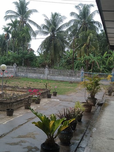 This image captures an outdoor scene in Gampongbaro, Indonesia, during a rainfall. The perspective is from under a covered area, possibly a porch or overhang, looking out onto a residential yard or garden.

The foreground features a wet concrete path or patio, along which several potted plants are arranged. These plants include leafy green varieties, one with large, wavy leaves, and others bearing clusters of pink or red flowers. Some of the plant containers appear to be repurposed vehicle tires, while others are traditional pots.

Beyond the concrete path is a grassy lawn, bordered by a decorative concrete fence with balusters. Behind this fence, dense tropical vegetation dominates the midground and background. Numerous tall coconut palm trees are prominent, with their fronds laden with water droplets, and some showing visible coconuts. Other lush green trees, possibly banana trees, also fill the landscape, creating a verdant backdrop. A blue gate or archway can be seen amidst the greenery behind the fence. A globe-shaped outdoor light fixture stands on a pole near the fence.

The weather is overcast, and it is actively raining, as evidenced by the visible white raindrops falling across the scene and the wet, reflective surfaces of the concrete and foliage. The lighting is diffuse, suggesting either an overcast day or possibly a time when direct sunlight is not present. No people or animals are visible in the image. The scene conveys a tranquil, damp atmosphere characteristic of a tropical downpour. There is no visible text.