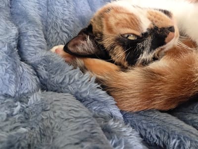 A close-up photograph depicts a calico cat nestled under a fuzzy, light blue blanket. The cat is positioned with its head near the bottom of the frame, facing upwards. Its fur displays a mix of black, orange, and white patches. One of its eyes is visible and open. Part of its body extends towards the top of the frame. The blanket is a soft, textured material and fills the rest of the frame. There is no indication of any location within Birmingham, United Kingdom, or any other identifiable geographic marker.