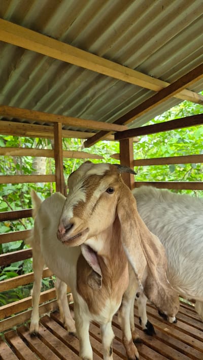A close-up, vertical shot shows two goats in a wooden pen. The goat in the foreground, facing left, has light brown and white fur. Its head is slightly tilted, and its long ears hang down. A small, dark horn is visible on its head. The goat's body is white with light brown markings on its face and neck. Behind it, another goat with white fur is partially visible, with its head lowered. The pen is constructed from rough wooden planks, with a corrugated metal roof supported by wooden beams. The background consists of lush green foliage, suggesting an outdoor or semi-outdoor environment. The scene appears to be in a rural or agricultural setting, potentially a farm in Mee, Indonesia, given the tropical vegetation.