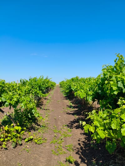 The image depicts a vineyard with rows of lush green grapevines stretching into the distance under a clear blue sky. A dirt path runs down the center of the frame, separating the two rows of vines. The ground is a rich brown soil, sparsely covered with small green weeds. The sun is shining brightly, casting shadows from the vines onto the path. The scene appears to be a rural landscape, likely in the vicinity of Meden Kladenets, Bulgaria, given the context. There are no people or animals visible in the image.