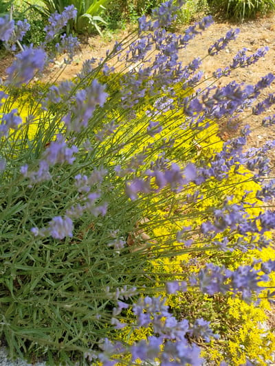 This is a close-up, eye-level, vertical outdoor shot of lavender plants in bloom. The lavender flowers are a soft purple, and they are clustered on tall green stems. The lavender is growing in front of a dense ground cover of bright yellow flowers. The background is out of focus, but it appears to be a natural setting with dirt, possibly a garden path, and some larger green foliage. The sunlight suggests it is daytime, and the overall mood is peaceful and natural. There are no people, objects, or visible text in the image. The location is identified as Nosivka, Ukraine, which suggests this is likely a garden or park scene there. The focus is on the textures and colors of the flowers, highlighting the contrast between the purple lavender and the yellow ground cover.