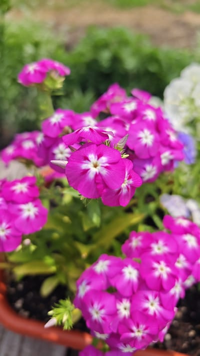 The image is a close-up, vertically oriented photograph of a cluster of vibrant magenta flowers with white centers. The flowers appear to be in bloom, with multiple blossoms visible in various stages of opening. They are set against a softly blurred background of green foliage and a hint of a brown planter. There is no indication of human presence or any urban environment, making it impossible to determine a location within Krupskoy, Russia, or any other city. The scene is purely botanical, focusing on the detail and color of the flowers.