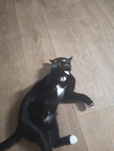 A black and white cat is lying on its back on a light brown wooden floor. The cat has green eyes and is looking upwards with its mouth slightly open. Its paws are raised, and its chest is white. The floor is made of planks with a wood grain pattern. The scene appears to be indoors. The location in Rassvet, Kazakhstan is not specified by any visual cues in the image.