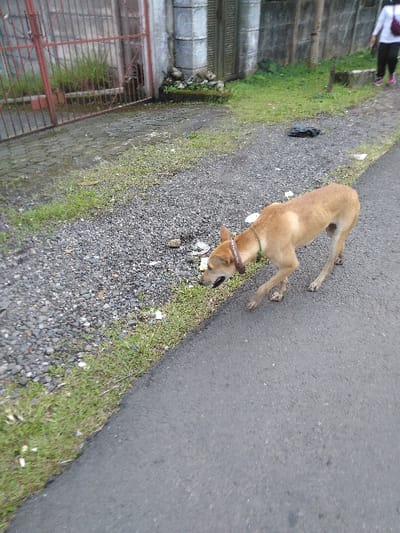 The image displays an outdoor scene in Gadog, Indonesia. A lean, light brown, short-haired dog wearing a brown collar with a green tag is situated at the interface of a dark asphalt road and a grey gravel verge. The dog's head is lowered towards the gravel, its mouth slightly open, indicating it is sniffing or investigating the ground where small pieces of white litter are visible. To the left of the gravel verge, green grass borders a dark grey paved section leading to a rusty-red, vertical-barred metal gate. Adjacent to the gate on the right is a light grey concrete wall featuring fluted pillars. In the upper right background, a person is partially visible, walking away from the camera. The person wears a white long-sleeved top, dark pants, pink shoes, and carries a white shoulder bag with a reddish strap. The overall environment consists of the asphalt road, gravel, interspersed green grass, and various minor debris.