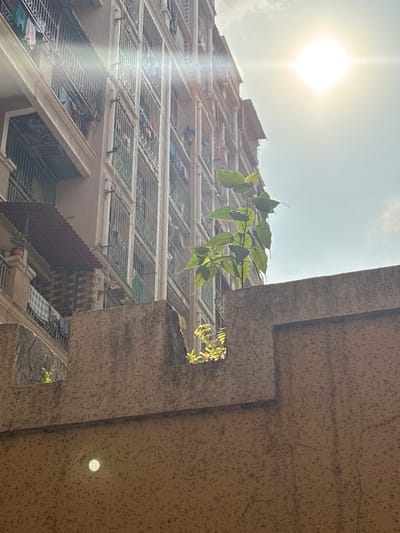 The image depicts an exterior view of a multi-story residential building in Ambernath, India, observed from a low vantage point behind a textured concrete barrier. The foreground is dominated by a light brown, speckled concrete wall, approximately bisecting the frame horizontally. This wall has an irregular top edge with a rectangular cutout on the left, from which small green foliage emerges. A prominent circular light reflection is visible on the lower left surface of the wall.

Behind and above the concrete wall, a beige or light brown multi-story building rises. This structure features numerous balconies, each secured with intricate metal grilles. Various items of clothing in colors such as blue, green, white, pink, and yellow are observed hanging to dry on several balconies. One balcony on the mid-left side has a reddish-brown corrugated awning covering it. Below this, another balcony displays a potted plant and a piece of checkered fabric.

A small tree or large plant with green leaves is positioned centrally, growing upwards from behind the concrete wall, extending towards the upper right, partially obscuring the building's facade. The sky occupies the upper right portion of the scene, appearing bright and hazy with scattered faint clouds. The sun is visible as a brilliant white orb with distinct lens flares, indicating direct and intense sunlight originating from the upper right. No individuals are visible in the scene.