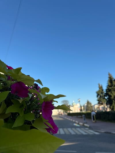 The photograph captures a bright, clear sky over a street scene in Yazvitsevo, Russia. In the foreground, vibrant purple petunias and bright green leaves are in sharp focus, creating a floral border on the left side of the frame. Beyond the flowers, the image opens up to a street with a pedestrian crossing, lined with trees and buildings in the background. The sky is a brilliant blue, with a faint contrail visible near the top left. The street appears to be an urban environment with some distant figures, one of whom is on a scooter. The overall impression is one of a sunny day in a well-maintained urban area.