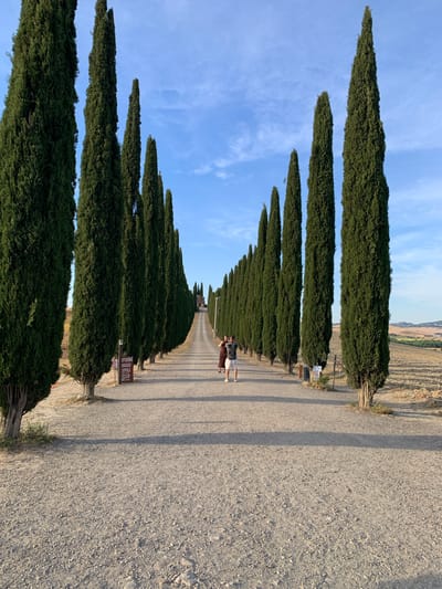 This media file depicts a scenic pathway lined with tall, slender cypress trees in Castiglione d'Orcia, Italy. The pathway is made of gravel, and on the right side, there's a gentle slope leading to fields. Two people are visible in the distance, standing on the pathway. The sky is a clear blue with wispy clouds, suggesting it is daytime, likely late afternoon due to the long shadows cast by the trees and the warm light. The atmosphere appears serene and picturesque, characteristic of the Tuscan landscape. There are a couple of wooden signs visible along the pathway. One sign appears to have text in Italian, with words like "UNIVERSITÀ" and "D'ORCIA" possibly visible, along with "50 metri". The overall scene evokes a sense of tranquility and natural beauty.
