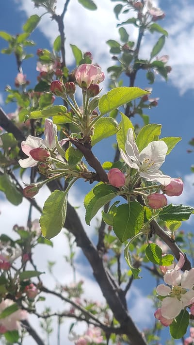 The image features blossoms and buds on tree branches against a blue sky with white clouds. The flowers are white and pink, with green leaves around them. The tree branches are brown. The location is an unspecified area in the city of Unknown, Pakistan.