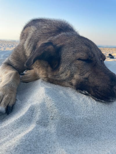 An adult German Shepherd dog is sleeping on a sandy beach. The dog is lying on its side, with its head resting on the sand. Its eyes are closed and its mouth is slightly open. The dog's fur is brown and black, and it is a medium-sized dog. The beach is wide and sandy, with a few small waves in the background. The sky is clear and blue, and the sun is setting. The scene appears to be peaceful and relaxing.