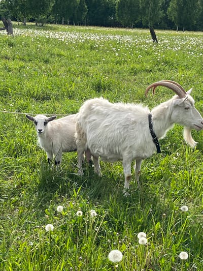 A white goat with long, curved horns and a black collar stands in a grassy field with many dandelions and small white flowers. Another goat, smaller with black and white markings, stands partially hidden beneath it. The scene is set outdoors in a location resembling a rural field; Ludorvay, Russia is not visually confirmed.