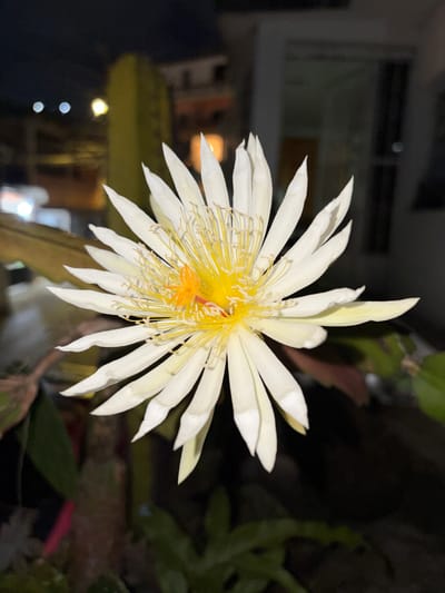 A close-up, eye-level, outdoor, nighttime photograph captures a blooming white cactus flower, likely a Queen of the Night, in Carrizal, Venezuela. The flower, prominently displayed in the center of the frame, is fully open, revealing delicate white petals with a yellow and orange stamen. The background is dark and blurred, with hints of distant lights and buildings suggesting an urban or suburban setting. A thick, green cactus stem is visible to the left of the flower, partially obscured by the bloom. The overall scene is illuminated by artificial light, possibly from streetlights or nearby buildings, creating a dramatic contrast between the brightly lit flower and the dark surroundings.