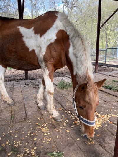 A pinto horse, primarily brown with large white markings and a light-colored mane and tail, is depicted eating from a wooden ground surface. The horse wears a blue and white halter and has its head lowered, focusing on scattered light-colored and orange food scraps (resembling fruit or vegetable peelings) on the planks. Green leafy material, possibly pine needles, is also visible on the ground.
The scene takes place outdoors, likely within an enclosure or stable area, characterized by the wooden flooring and metal bars/fencing in the background. Beyond the fence, trees with sparse, light green foliage suggest a spring season. The lighting indicates it is daytime. The horse appears calm and engaged in feeding. No people or visible text are present in the image. The location is Sanatoriya Yumatovo Imeni 15-Letiya Bassr, Russia.