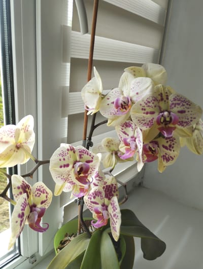 A cluster of pale yellow and white phalaenopsis orchids with purple speckles is displayed on a windowsill. The orchids are in bloom, with several flowers open and one bud. A brown support stake is visible, attached to the orchid stem with a clip. The plant is in a green pot. The windowsill is white, and a window with white blinds is in the background. Outside the window, greenery is visible. The scene is illuminated by natural light, casting shadows on the wall. The image was taken in Hnivan, Ukraine.