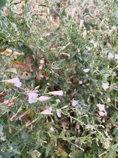A close-up, high-angle shot captures a dense cluster of green foliage interspersed with small, pale pink, trumpet-shaped flowers and unopened buds. The plants appear to be growing wild, with some dried brown leaves and stems visible among the fresh greenery. The lighting suggests it is daytime, with soft, diffused light illuminating the scene. The image appears to be a natural, outdoor setting, likely a park or garden area within the city of Гвардейский, Kazakhstan. No people or animals are present in the frame.