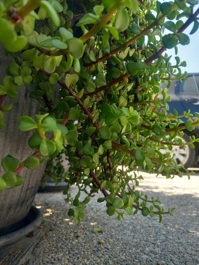 A close-up, low-angle shot focuses on the cascading branches of a jade plant (Crassula ovata), also known as the elephant bush, in a large, dark grey planter. The succulent's numerous small, oval, bright green leaves are clustered along reddish-brown stems that hang down. The planter is situated on a surface covered with small, grey gravel. In the background, the rear of a dark-colored vehicle, possibly an SUV or van, is visible with a silver wheel. The sky above is clear and blue. The scene appears to be outdoors in a residential or urban area. The specific location within Άγιος Νεκτάριος, Greece cannot be determined from the visual information provided in the image.