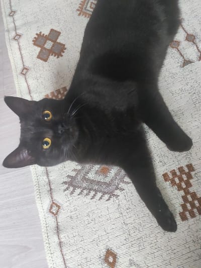 A black cat with yellow eyes is lying on a patterned rug in what appears to be a domestic setting. The rug has a light-colored base with geometric brown and gray patterns. The cat's body is mostly black, with some lighter fur visible on its face. Its eyes are wide open and directed towards the camera. The scene is viewed from a slightly elevated angle. The environment is consistent with an indoor residential space. There is no indication of the location being in the city of Termal'nyy, Russia.