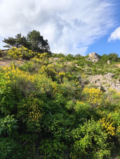 The image depicts a hillside covered in lush green vegetation and blooming yellow flowers. Tall evergreen trees are visible at the top of the hill. The sky above is a mix of blue with scattered white clouds. The terrain appears rocky in some areas. There are no people or man-made structures prominently featured in the scene, apart from a hint of a wooden structure on the far left, partially obscured by foliage. The overall impression is a natural landscape. The provided context of the image being in the city of Chaika, Ukraine, suggests this is an outdoor, possibly rural or semi-rural, scene within that location.