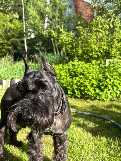 An outdoor, eye-level medium shot captures a black Miniature Schnauzer dog with erect ears and a bushy beard standing on a lawn in a backyard. The dog is looking towards the left of the frame. The background consists of lush green foliage and trees. The lighting suggests it is daytime with sunlight filtering through the leaves, creating dappled shadows on the grass. The scene appears to be set in a residential area, possibly in Ленинградская, Russia, given the foliage and general suburban appearance. There are no humans or other animals visible in the frame. A black hose is visible lying on the grass in the lower right portion of the image.