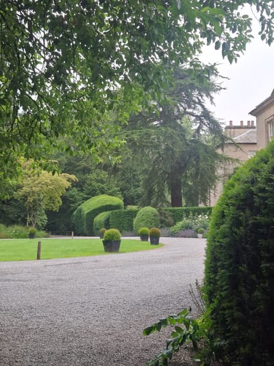 The image shows a gravel driveway leading towards a stately home, likely in Middleton Tyas, United Kingdom. The scene is lush and green, suggesting a well-maintained estate. To the left, a neatly mown lawn borders the driveway, with several potted topiary plants adding a decorative touch. In the background, a large, mature tree with sprawling branches dominates the landscape, its canopy partially obscuring the pale, overcast sky. Beyond the tree, the stone facade of the house is visible, with its characteristic pitched roof and chimney pots. The house appears to be of traditional architectural style.

The foreground of the image is filled with the textured surface of the gravel driveway. To the right, a dense evergreen hedge forms a natural barrier, its dark green foliage contrasting with the lighter tones of the surrounding vegetation. The overall impression is one of tranquility and established grandeur. There are no people visible in the image. The lighting suggests it is daytime, but the overcast sky creates a soft, diffused light, which lends a serene atmosphere to the scene. The composition of the image leads the viewer's eye from the foreground gravel to the house in the background, creating a sense of depth and inviting exploration of the estate.