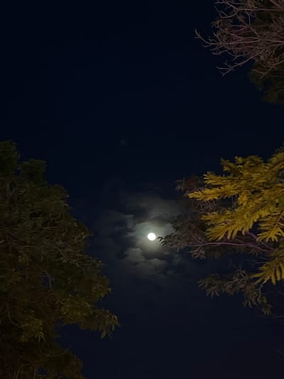 The image shows a night scene in San Salvador, El Salvador. The moon is visible through a cloudy sky, partially obscured by clouds. Tree branches are present in the foreground, framing the moon. The location is unspecified, but the presence of trees and the dark sky suggest a residential or park area. No people or other objects are visible.