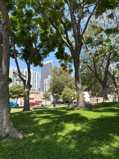 The image depicts a park setting with prominent trees in the foreground. In the background, several modern white buildings and a taller skyscraper are visible, suggesting an urban environment juxtaposed with nature. A well-maintained green lawn, possibly a park or a residential area, covers the right side of the image, with dappled sunlight creating shadows from the trees.
Various objects are scattered throughout the scene: a red car and a blue car are parked near the buildings. A black bicycle rack and a bench are also present. The trees themselves are large with thick trunks and branches, their leaves forming a canopy against a clear blue sky. The overall impression is one of a bright, sunny day.
Specific details that can be observed include the architectural style of the buildings, which are contemporary and modern. The presence of cars and public amenities like a bike rack and bench suggest the area is accessible and used by people. While no people are directly visible, the presence of these objects implies human activity. The location context provided is Beverly Hills, USA, which aligns with the upscale urban-park environment portrayed. There is no visible text in the image.