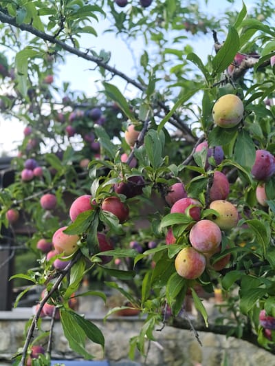 In the city of Pozzuoli, Italy, a plum tree laden with ripe fruit is captured in a close-up, outdoor photograph. The tree branches, adorned with lush green leaves, are heavy with numerous plums in various stages of ripeness, ranging from a soft yellow-green to deep purple and vibrant red. Some plums are clustered together, while others hang individually, their smooth skins dusted with a fine, powdery bloom. The background is softly blurred, suggesting a garden or orchard setting, with hints of a stone wall and a building visible. The sky above is a pale, hazy blue, indicating daylight. The focus is sharp on the fruit and surrounding foliage, creating a shallow depth of field that emphasizes the bounty of the tree. There are no people or animals visible in the image.
