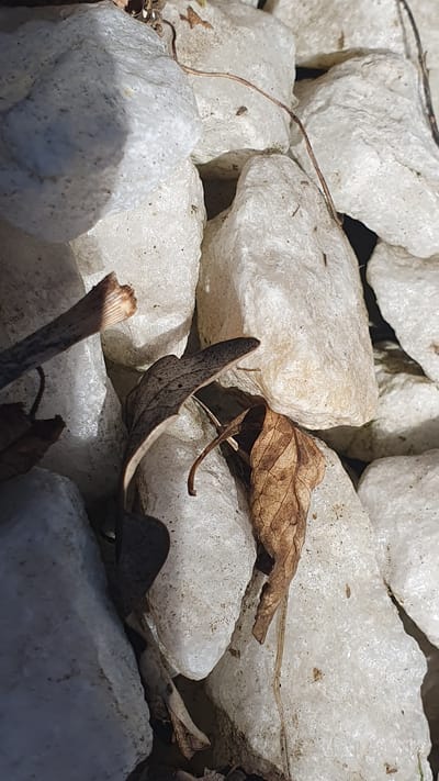 The image depicts a close-up view of several white, rough-textured rocks and dry, brown leaves. A thin, dried twig extends from the upper left corner, crossing over some of the rocks. The lighting suggests an outdoor environment, with shadows cast across the rocks, indicating sunlight. There are no people visible in the image. The scene appears to be a natural or landscaped area, possibly a garden bed or pathway. The location of Ust-Labinsk, Russia is provided, but there is no visual information in the image that confirms or relates to this specific location. The image is a still, documentary-style shot focusing on the textures and arrangement of the inanimate objects.