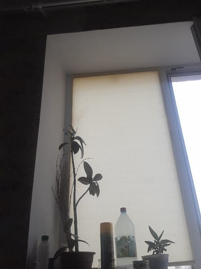 A close-up, rotated shot captures a window with a light-colored roller blind. On the windowsill, several objects are visible. To the left, a dark pot holds a small plant with distinctive leaves, possibly cannabis. Beside it, a clear plastic bottle with a red cap contains a pale liquid and a label with green text. Above this, another object, partially obscured, appears to be a dark cylindrical container with a light-colored top, possibly a spray can. Further to the left, the dark brown pot of another plant is visible. Delicate branches with sparse leaves extend across the frame, silhouetted against the blind. The scene is illuminated by natural light, suggesting it is daytime. The overall impression is of indoor plants on a windowsill, with a sense of quiet domesticity.